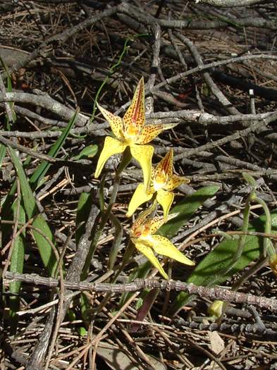 Caladenia - orchidaceae_cowslip_kalbarri_05.jpg